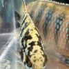 Ivanacara adoketa (Zebra Acara)