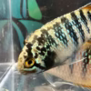 Ivanacara adoketa (Zebra Acara)
