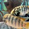 Ivanacara adoketa (Zebra Acara)