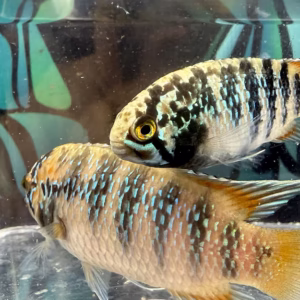 Ivanacara adoketa (Zebra Acara)