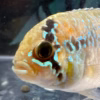 Ivanacara adoketa (Zebra Acara)
