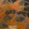 CW217 Rio Tomo Concolor Cory (Hoplisoma concolor)