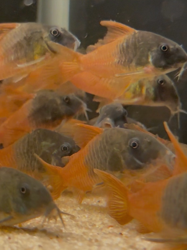 CW217 Rio Tomo Concolor Cory (Hoplisoma concolor)