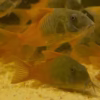 CW217 Rio Tomo Concolor Cory (Hoplisoma concolor)