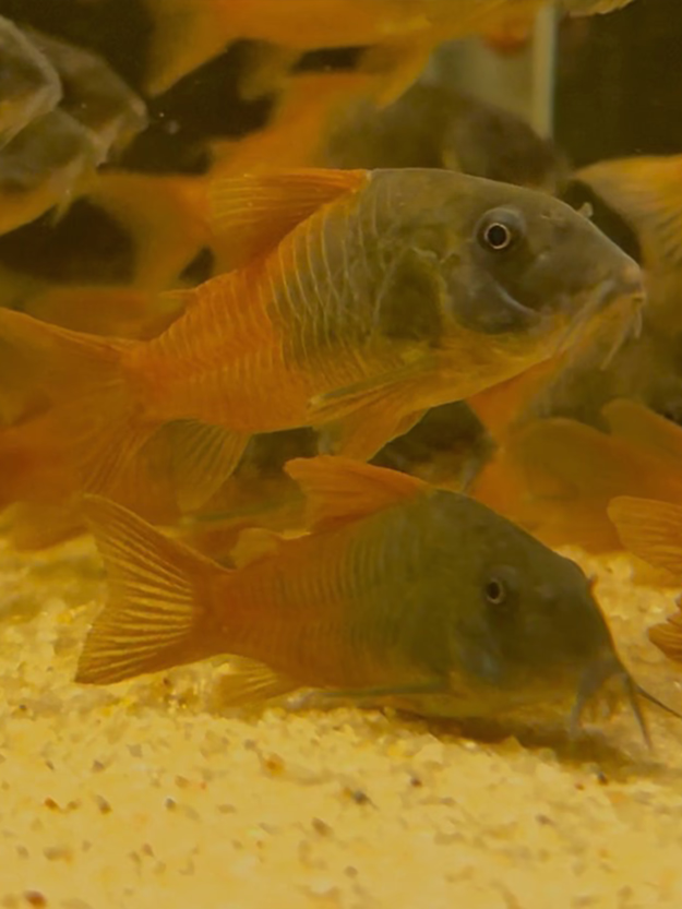 CW217 Rio Tomo Concolor Cory (Hoplisoma concolor)