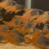 CW217 Rio Tomo Concolor Cory (Hoplisoma concolor)