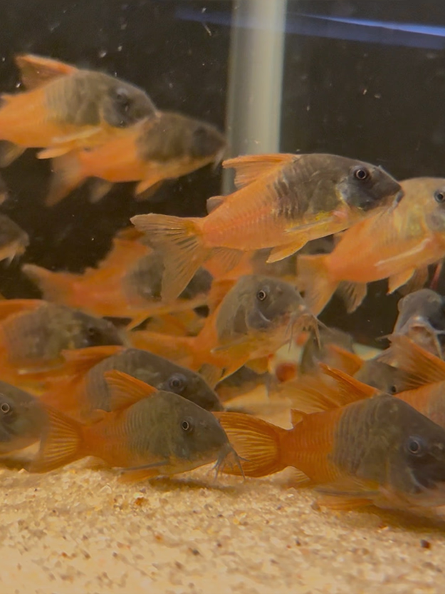 CW217 Rio Tomo Concolor Cory (Hoplisoma concolor)
