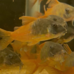 CW217 Rio Tomo Concolor Cory (Hoplisoma concolor)