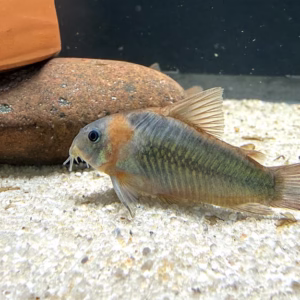 Corydoras eques (Osteogaster eques)