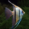 Pterophyllum Peruensis Yellow Blue (Peruvian Angelfish)