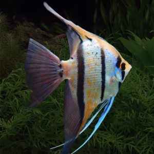 Pterophyllum Peruensis Yellow Blue (Peruvian Angelfish)