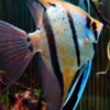 Pterophyllum Peruensis Yellow Blue (Peruvian Angelfish)