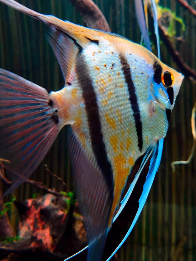 Pterophyllum Peruensis Yellow Blue (Peruvian Angelfish)