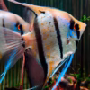 Pterophyllum Peruensis Yellow Blue (Peruvian Angelfish)