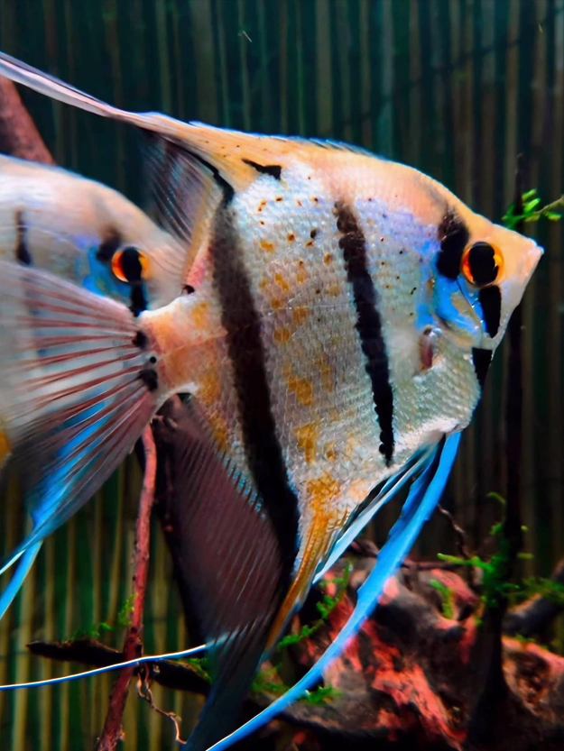 Pterophyllum Peruensis Yellow Blue (Peruvian Angelfish)
