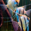 Pterophyllum Peruensis Yellow Blue (Peruvian Angelfish)