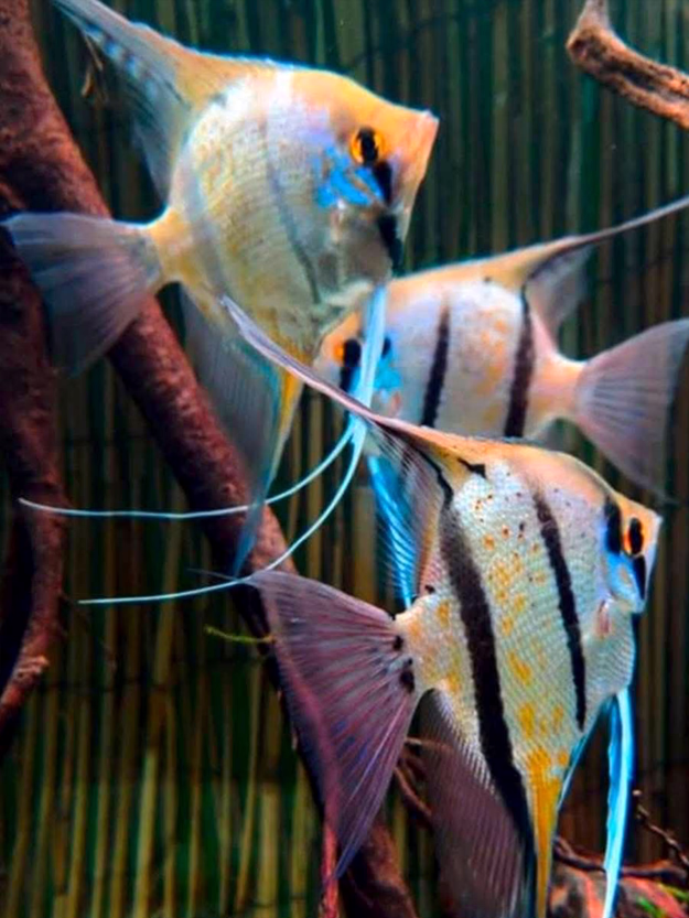 Pterophyllum Peruensis Yellow Blue (Peruvian Angelfish)