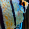 Pterophyllum Peruensis Yellow Blue (Peruvian Angelfish)