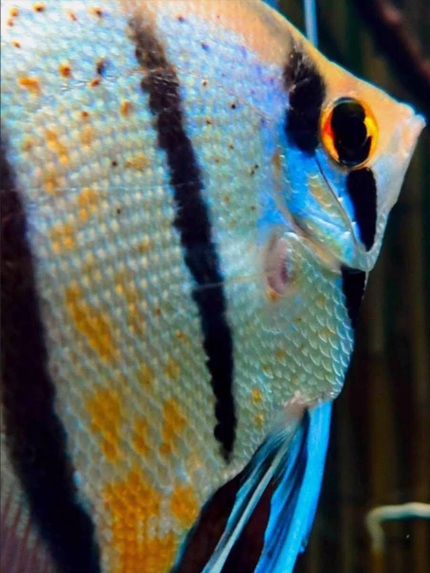 Pterophyllum Peruensis Yellow Blue (Peruvian Angelfish)