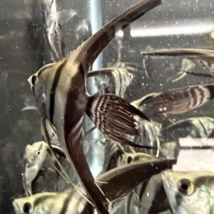 Half black veil angelfish