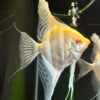 Albino Dantum Angelfish
