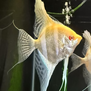 Albino Dantum Angelfish