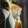 Albino Dantum Angelfish