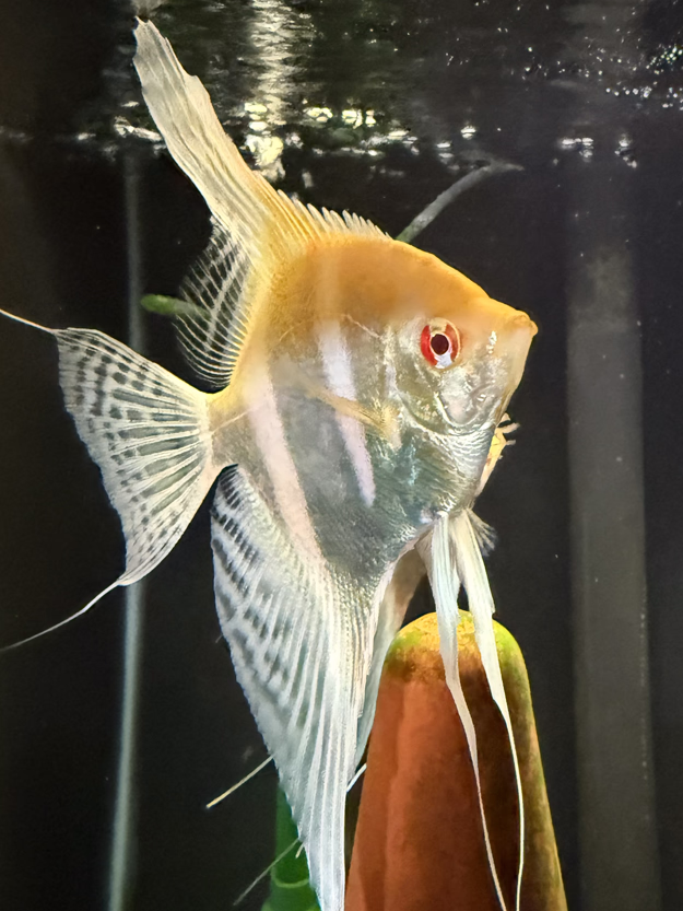 Albino Dantum Angelfish