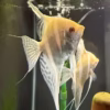 Albino Dantum Angelfish
