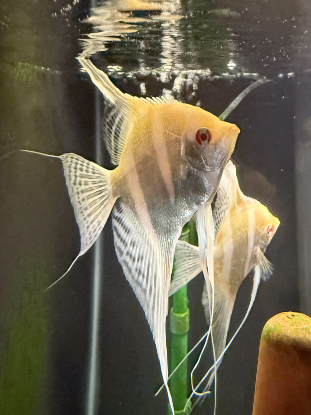Albino Dantum Angelfish