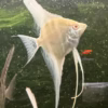 Albino Dantum Angelfish