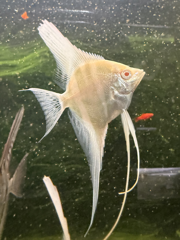 Albino Dantum Angelfish