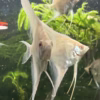 Albino Dantum Angelfish