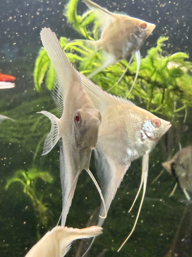 Albino Dantum Angelfish