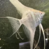 Albino Dantum Angelfish
