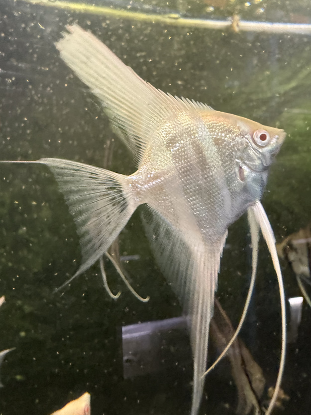 Albino Dantum Angelfish