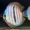 Wild Caught Blue Face Heckel Discus 5" (Symphysodon discus)