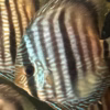 Wild Caught Blue Face Heckel Discus 5" (Symphysodon discus)