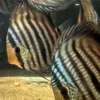 Wild Caught Blue Face Heckel Discus 5" (Symphysodon discus)