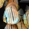 Wild Caught Blue Face Heckel Discus 5" (Symphysodon discus)