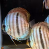 Wild Caught Blue Face Heckel Discus 5" (Symphysodon discus)