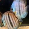Wild Caught Blue Face Heckel Discus 5" (Symphysodon discus)