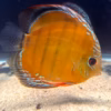 Wild Caught Brown Discus 5" (Symphysodon aequifasciatus)