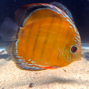 Wild Caught Brown Discus 5" (Symphysodon aequifasciatus)