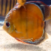 Wild Caught Brown Discus 5" (Symphysodon aequifasciatus)