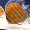Wild Caught Brown Discus 5" (Symphysodon aequifasciatus)