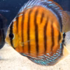 Wild Caught Brown Discus 5" (Symphysodon aequifasciatus)