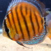 Wild Caught Brown Discus 5" (Symphysodon aequifasciatus)