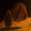 Striped orange fish with dark vertical bands swimming near the sandy ocean floor at night.