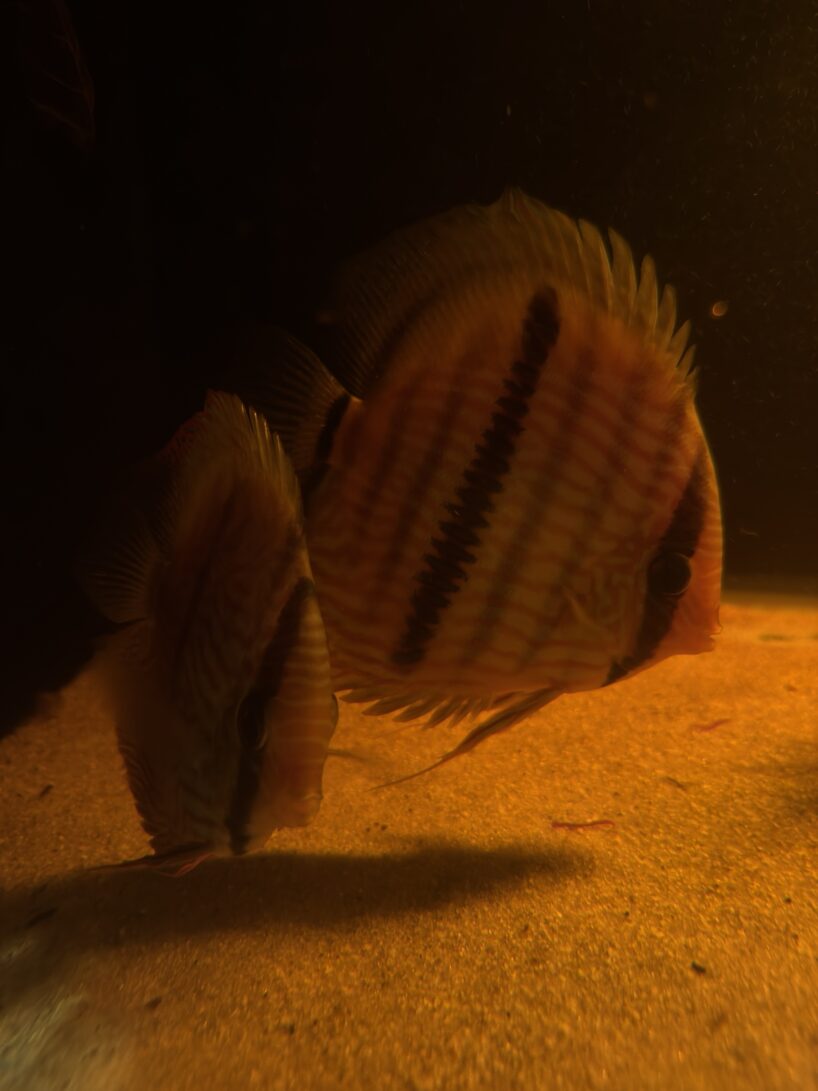 Striped orange fish with dark vertical bands swimming near the sandy ocean floor at night.